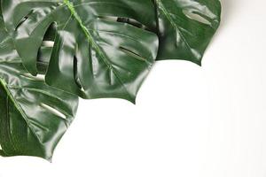 Green leaf background photo