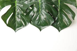 Green leaf background photo