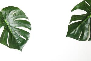 Green leaf background photo