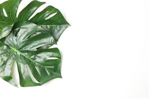 Green leaf background photo