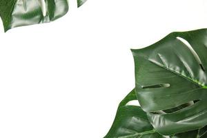 Green leaf background photo