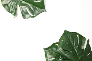 Green leaf background photo