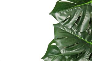 Green leaf background photo