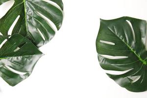 Green leaf background photo