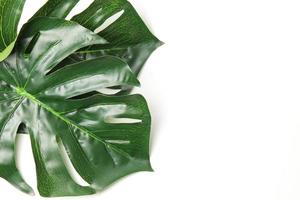 Green leaf background photo