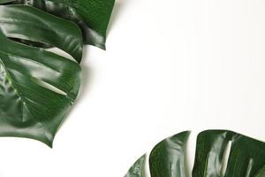 Green leaf background photo