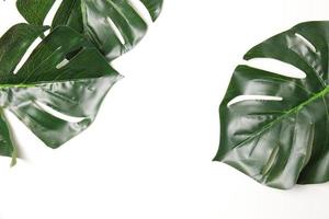 Green leaf background photo