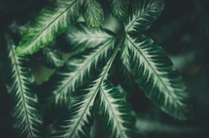 macro water droplets on leaves love the environment photo