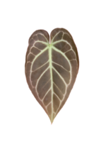 Young leaf of Anthurium crystallinum belongs to the flowering anthurium in the aroid family Araceae on white background. png