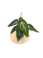 folha de planta de anthurium villenaorum com lindo padrão de renda. png