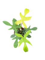 Philodendron Florida Geisterpflanze mit mintfarbenem neuem Blatt png