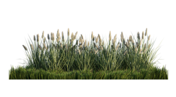 A 3d rendering image of a lot of grass flower on green grass field png