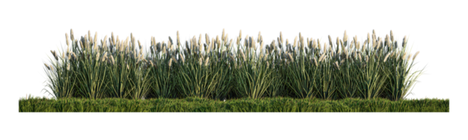 une image de rendu 3d de beaucoup de fleurs d'herbe sur le champ d'herbe verte png