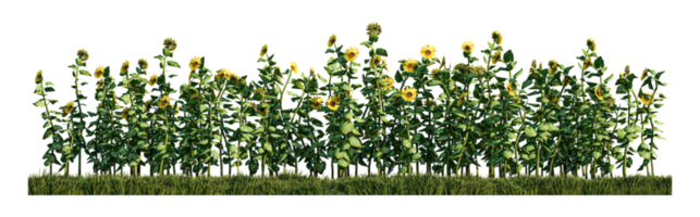 uma imagem renderizada de plantas de girassol no campo de grama verde png
