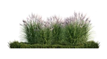 A 3d rendering image of a lot of grass flower on green grass field png