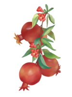 The big branches of red Pomegranate fruit, small flowers and green leaves. Watercolor flat vector, isolate image. png