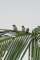 three birds on a coconut leaf on a sunny morning photo