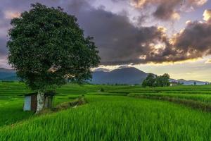 paisaje natural indonesio con campos de arroz verde. mañana soleada en la granja del pueblo foto