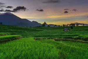 Indonesian natural scenery with green rice fields photo