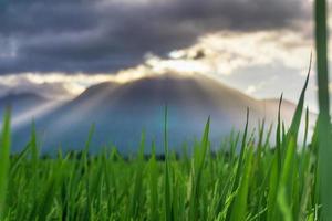 panorama de indonesia vista de terrazas de arroz verde y árboles solos y cabañas en una mañana soleada foto