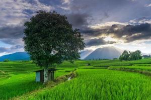 Natural panorama of green rice fields and mountains on a sunny morning in the countryside photo