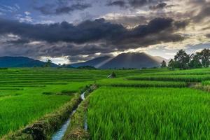 hermoso panorama matutino soleado en los verdes campos de arroz bajo las montañas indonesias foto