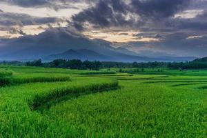 Indonesian morning scenery in green rice fields photo