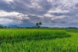 Indonesian morning scenery in green rice fields photo