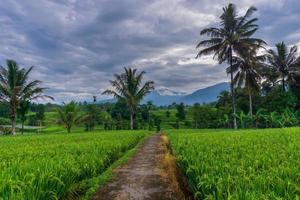 Indonesian morning view in green rice fields photo