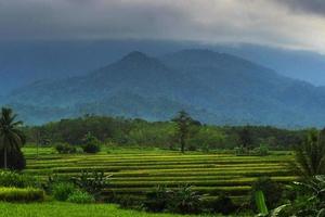 vista de la mañana indonesia en campos de arroz verde foto