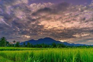 fondo panorámico de los campos de arroz indonesios. vista del campo de arroz de bengkulu foto