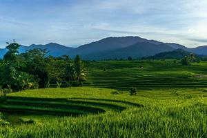 Indonesian natural scenery. view of green rice terraces and mountains photo