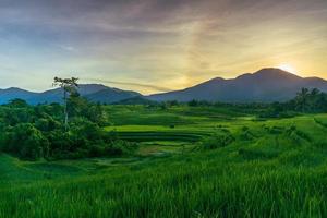 el extraordinario paisaje natural de indonesia. vista del amanecer en el riego de agua en los campos de arroz foto