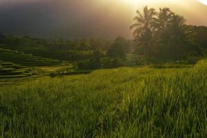 panorama de la belleza natural de asia. la vista de los campos de arroz al amanecer foto