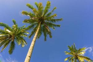 Beautiful morning view in Indonesia. coconut tree under the blue sky in the morning photo