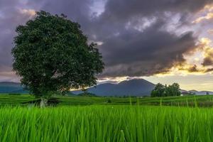 Indonesian natural scenery with green rice fields. sunny morning in the mountains and rice fields