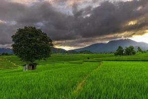 paisaje natural indonesio con campos de arroz verde. mañana soleada en la naturaleza foto