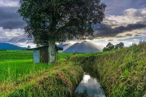 hermoso panorama matutino en los verdes campos de arroz bajo las montañas indonesias foto