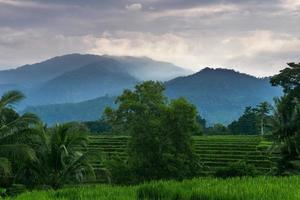 paisaje matutino indonesio en campos de arroz verde foto