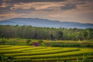 morning panorama view of yellowed rice fields across the badly damaged provincial causeway photo