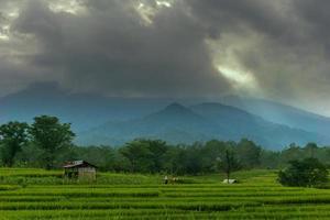 Indonesian morning scenery in green rice fields photo