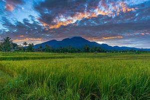 fondo panorámico del hermoso paisaje natural de indonesia. la mañana es brillante y hermosa en el arroz amarillo foto