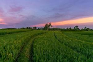 el extraordinario paisaje natural de indonesia. vista matutina con amanecer en los campos de arroz y hermoso cielo foto