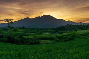 Indonesia's extraordinary natural scenery. View of the sunny morning sunrise and dew in the rice fields photo