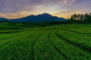panorama de la belleza natural de asia. vista de la mañana de los campos de arroz en bengkulu, indonesia foto