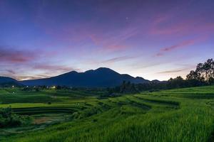 panorama of the natural beauty of asia. expansive view of green rice fields in an unspoiled forest area photo