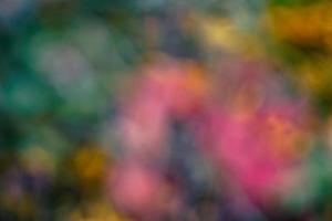 natural beautiful colorful cherry blossom blur background photo