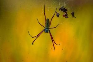 Beautiful morning view in Indonesia. spider with leftovers photo