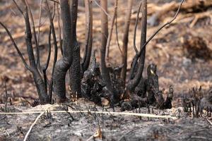 Effects of grass fire on soils. Charred grass after a spring fire. Black surface of the rural field with a burned grass. Consequences of arson and stubble burning. Aftermath of Natural Disasters. photo