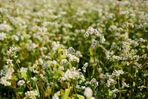 blooming buckwheat and blue sky background. Buckwheat field during flowering. Growing buckwheat in the farm photo